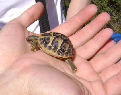 testudo hermanni...in miniatura!